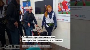 Четвероногий навигатор: как готовят собак-поводырей для жизни в большом городе