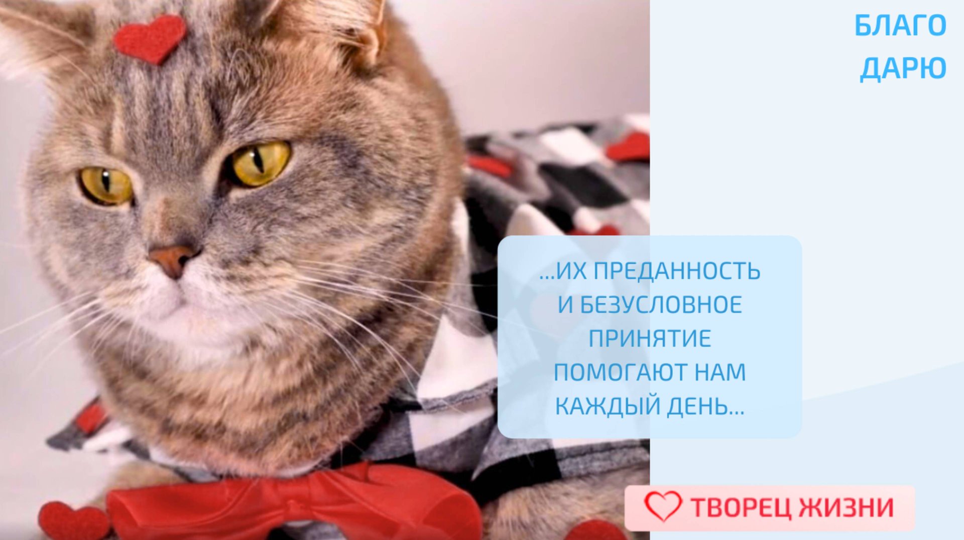 Благодарю за домашних питомцев и их взаимную искреннюю любовь!