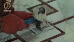 Кадыров проверил ход работ в периферийных зданиях Правительственного комплекса