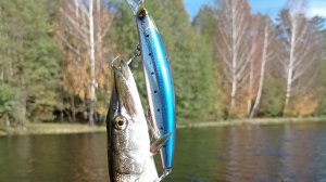 Shimano HIRAME MINNOW III 125F  Jet Boost