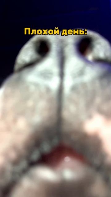 Плохой день. смотреть онлайн