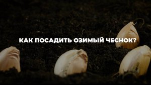 Посадка озимого чеснока