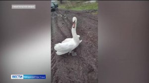 Зооспасатели: «Вести» узнали, как выхаживают диких животных, оказавшихся в неестественной среде