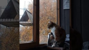 Анфиса во время охоты...