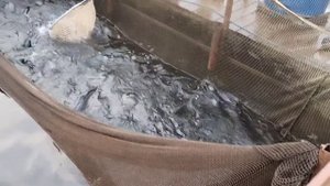 Зарыбление