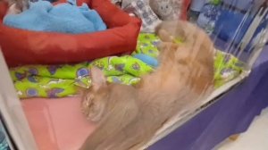 Выставка кошек в Перми. 26 октября 2025 г.