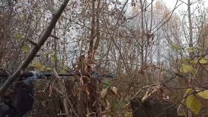 Пилим деревья в саду