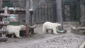 Медвежата плавают, бегают, отдыхают и продолжают плавать 27.10.2025