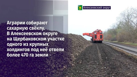Сейчас с полей сняли примерно половину от общего объёма сладких корнеплодов