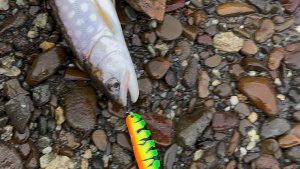 Сахалинская рыбалка. Кунджа клюет