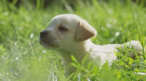 Первый корм для щенка и котенка