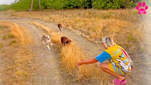Мини-аусси - это кайф! Мы нашли свою породу собак! Гуляем с собаками навстречу двум солнцам!