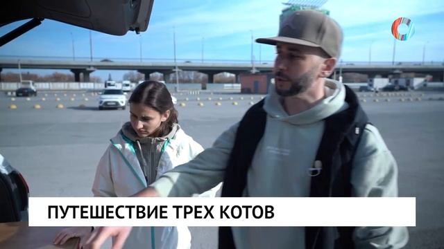 Путешествие трех котов