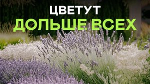 Эти неубиваемые многолетники выживут в любых условиях! Посадил и забыл!