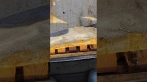 Как пчелы сформировались в клуб у передней стенки улья #мед24на7