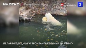 Белая медведица устроила «тыквенный дайвинг»