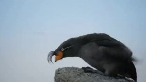 Этот сумасшедший мир, в котором мы живём! Животные тоже могут быть глупенькими!