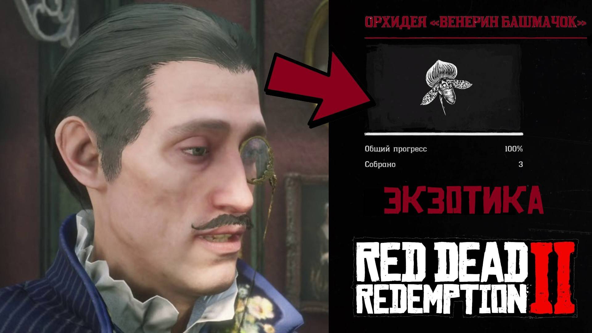 ЭКЗОТИКА - Все 7 орхидей ВЕНЕРИН БАШМАЧОК в RDR 2 смотреть онлайн