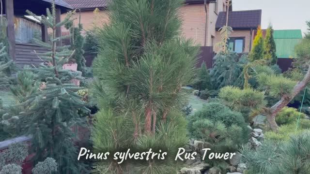 Pinus sylvestris Rus Tower