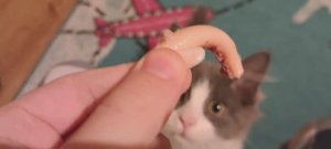 Стихотворение и просьба от кота.