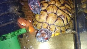 Красноухие черепахи 🐢 утро 27-10-2025