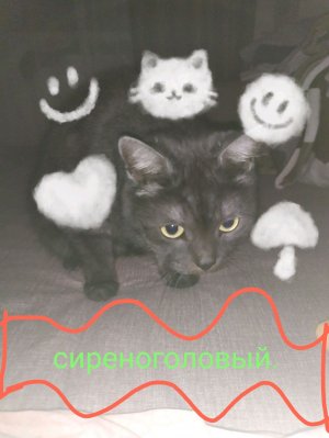 часть 41 кот! :)