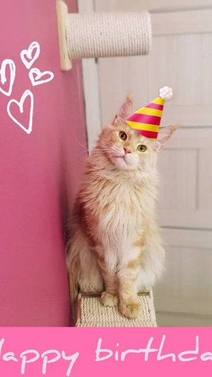 Мой любимый котик)))