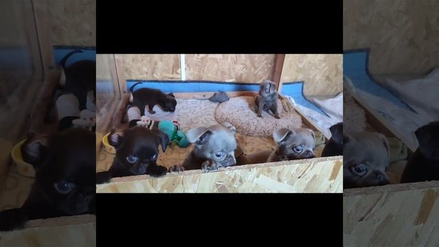 Изабеловые щенки от Жыки и Кофе смотреть онлайн