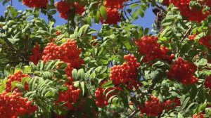 Рябиновый закат