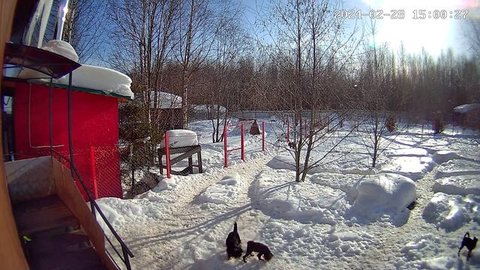 Февраль 2024 выгул