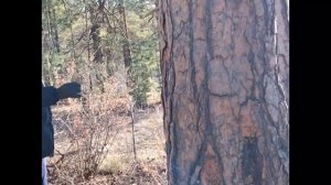 Красота,игра, лес, свежий воздух!