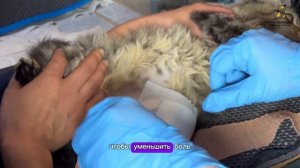 Новичок Клиф в открытым переломом. Поддержать ⬇️