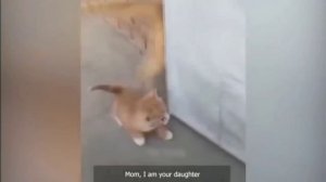 Котячный сборник