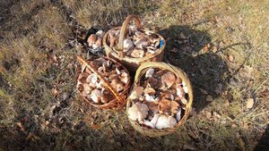 Рядовка тополевая в большом количестве, бери – не хочу.