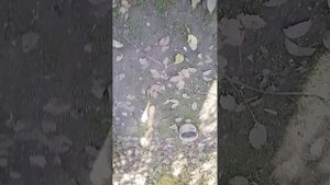 вернулся в совхоз, кормлю чикенов .