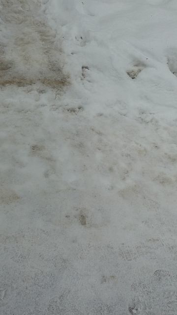 №230. Двор Сибирская 73. 13 марта 2025 г., 9:56:02. VID_20250313_095551320