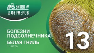 Болезни подсолнечника. Белая гниль. Битва фермеров. Серия 13