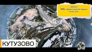 Запуск 100 кг форели крупной навески в вип зону