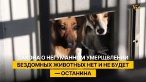 Закона о негуманном умерщвлении бездомных животных нет и не будет — Останина