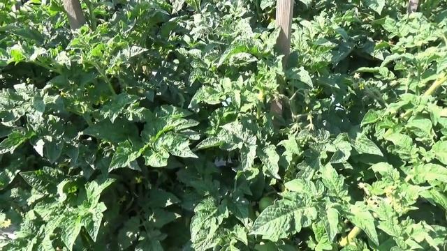 Крупноплодный Томатный Гном Фиолетовая империя. БИФ томат. Полный обзор и дегустация сорта.