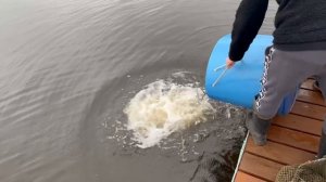 27.10.25. Утренние зарыбление VIP зоны форелью.