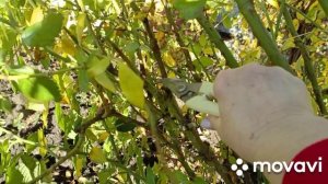 27 октября обрезка плетистых роз