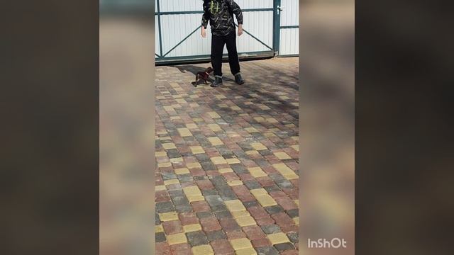 Саппи и Арья 🤎🤎🤎 смотреть онлайн