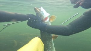 Крупная зубастая днем