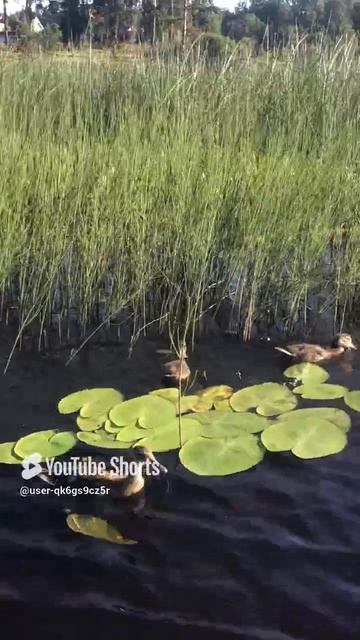 Ленинградская область. Хвойное. 10.07.2024. Часть 58. Утята_Наконец то завтрак