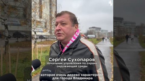 🌳 Во Владимире продолжаются работы по озеленению!