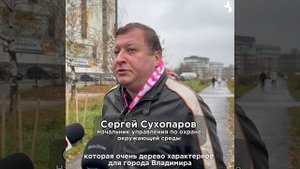 🌳 Во Владимире продолжаются работы по озеленению!