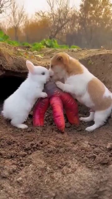 Мир пушистых