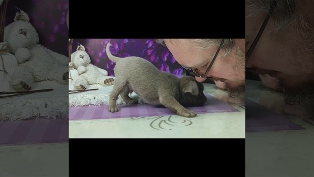 Изабеловый мальчик. От Жыки и Кофе уехал в США смотреть онлайн