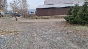 Перевозбужденный #боксёр, тянет поводок. Занятие для Анастасии и Гавриила #яимойхвост